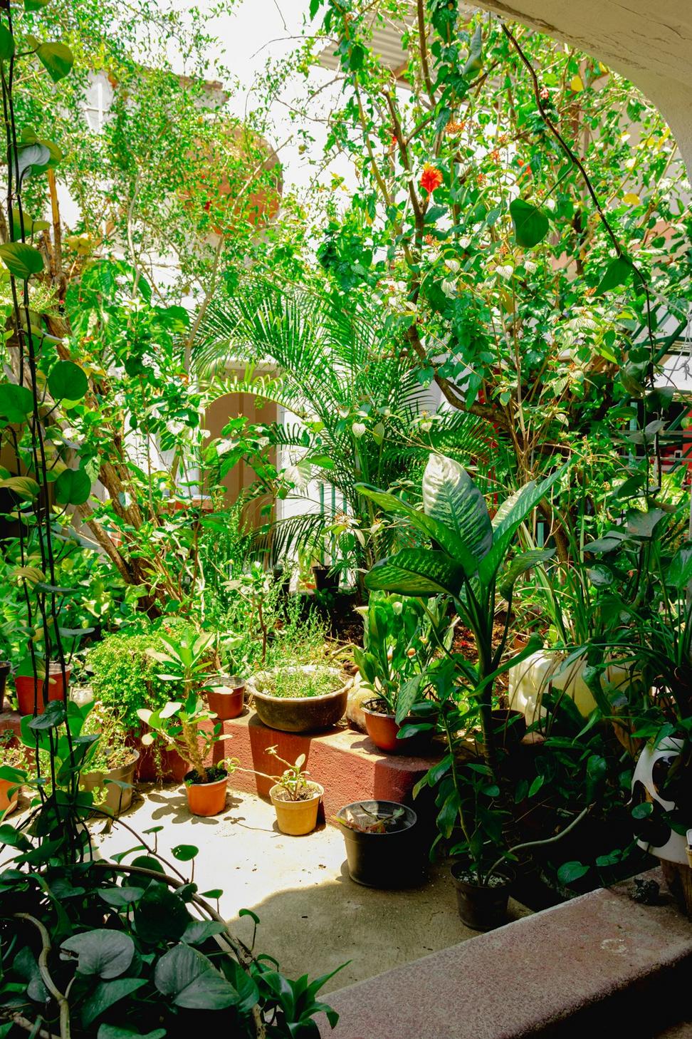 Urban Pollinator Garden
